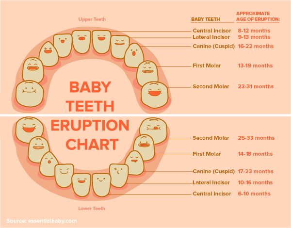 Child Teeth Growing Chart